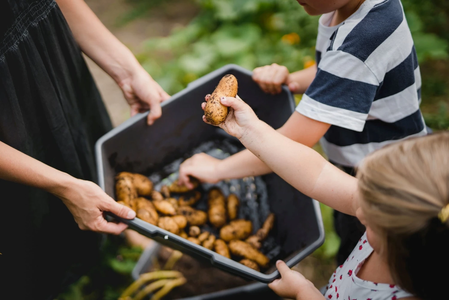 Paul Potato Starter - 3 Etagen, Grau 16 Paul Potato Starter - 3 Etagen, Grau – Bild 14