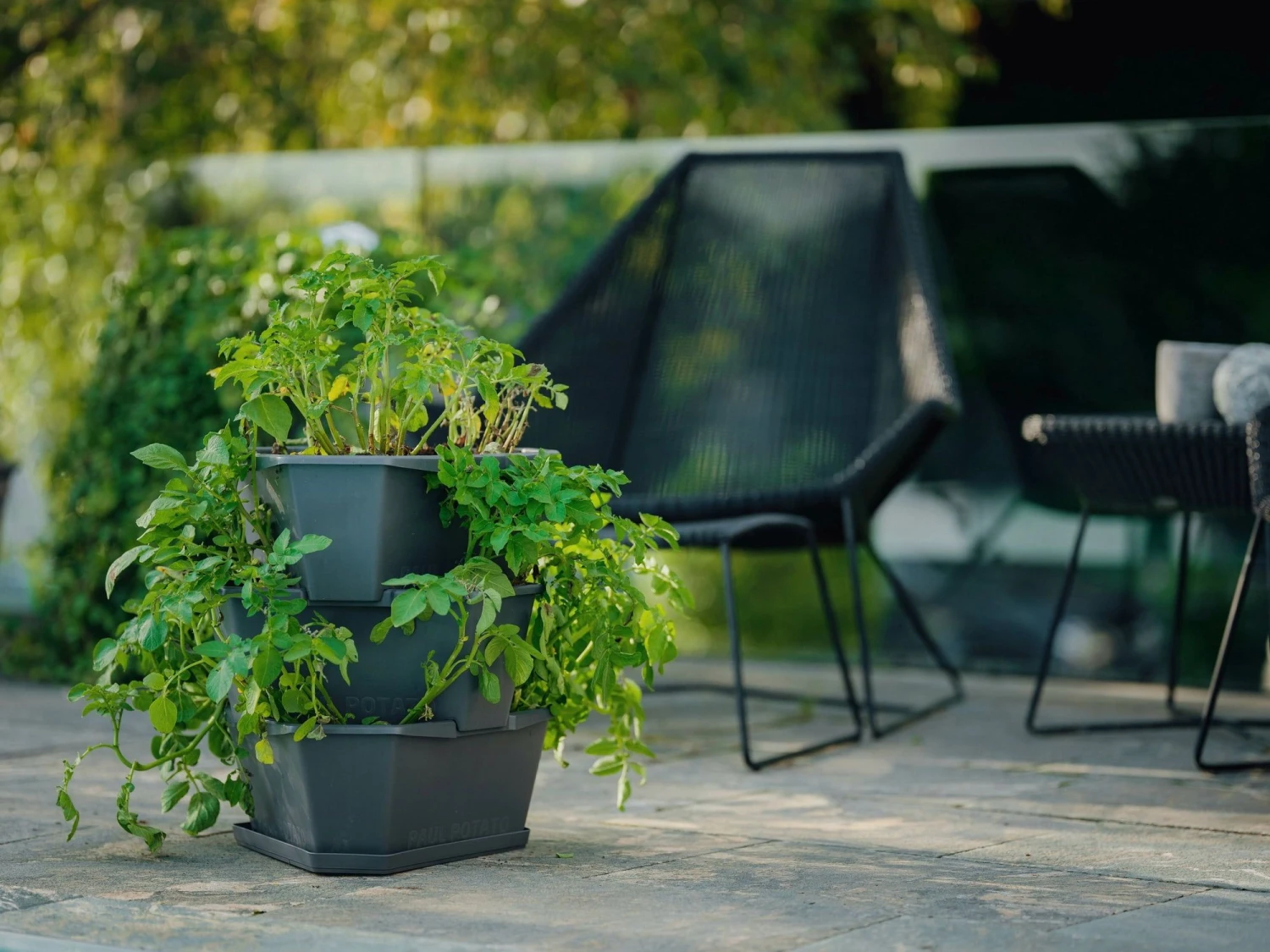 Paul Potato Starter - 3 Etagen, Grau 13 Paul Potato Starter - 3 Etagen, Grau – Bild 11