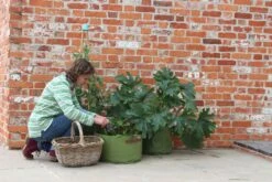 Gemüsepflanztaschen Im 3er Set, 3 Stück -Deutschland Gartenbedarf Verkäufe 2024 haxnicks gemuesepflanztaschen im 3er set 3 st 1666016 de