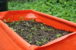 Karottenpflanztasche Im 2er Set, 2 Stück 9 Karottenpflanztasche Im 2er Set, 2 Stück -Deutschland Gartenbedarf Verkäufe 2024 haxnicks karottenpflanztasche im 2er set 2 st 1666038 de