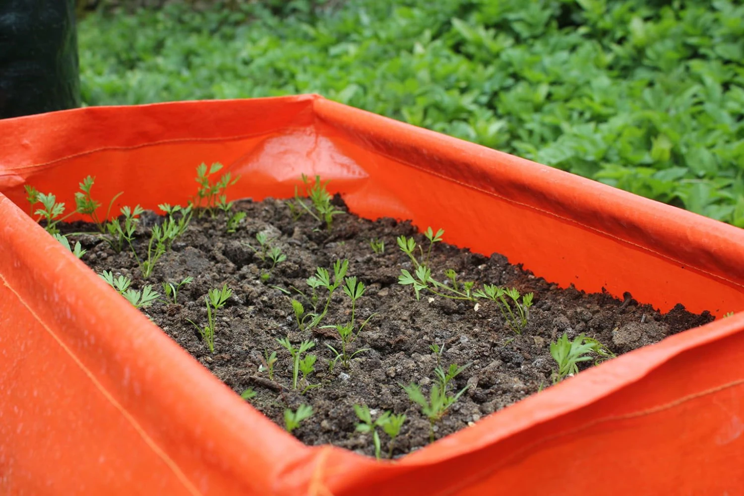 Karottenpflanztasche Im 2er Set, 2 Stück 6 Karottenpflanztasche Im 2er Set, 2 Stück – Bild 4