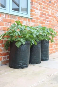 Kartoffelpflanztaschen Im 3er Set, 3 Stück 13 Kartoffelpflanztaschen Im 3er Set, 3 Stück -Deutschland Gartenbedarf Verkäufe 2024 haxnicks kartoffelpflanztaschen im 3er set 3 st 1666022 de