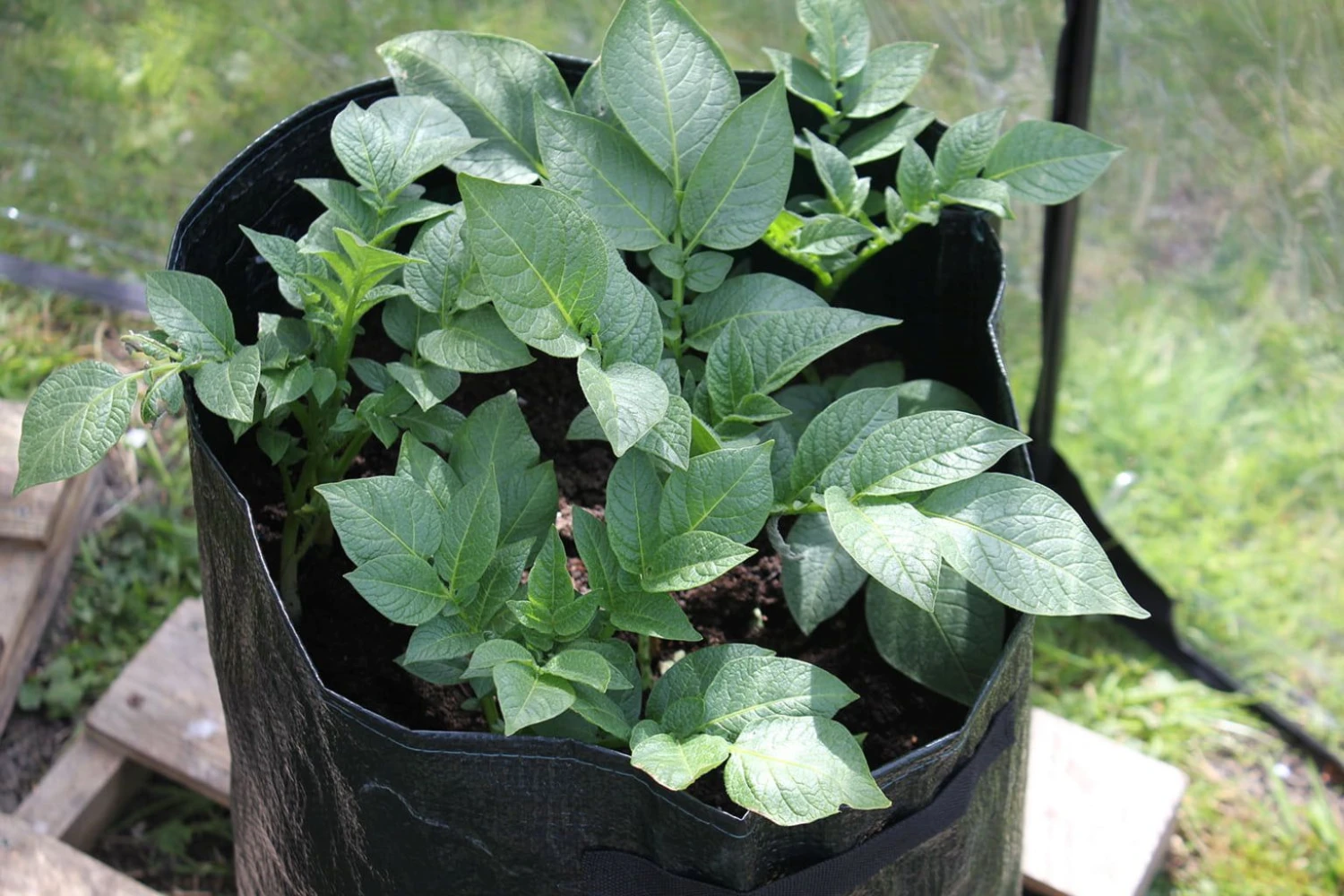 Kartoffelpflanztaschen Im 3er Set, 3 Stück 7 Kartoffelpflanztaschen Im 3er Set, 3 Stück – Bild 5