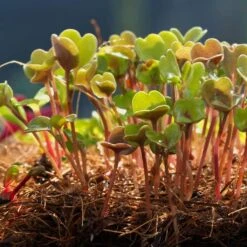 Microgreen-Anzuchtmatte, 3 Stück 7 Microgreen-Anzuchtmatte, 3 Stück -Deutschland Gartenbedarf Verkäufe 2024 haxnicks microgreen anzuchtmatte 3 k 970967 de