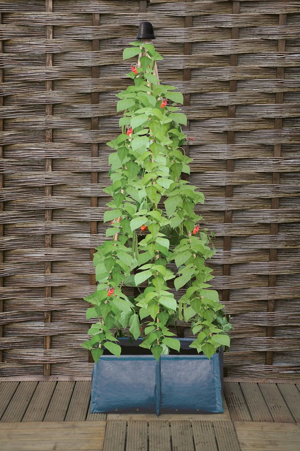 Pflanztasche Für Erbsen & Bohnen 5 Pflanztasche Für Erbsen & Bohnen – Bild 3