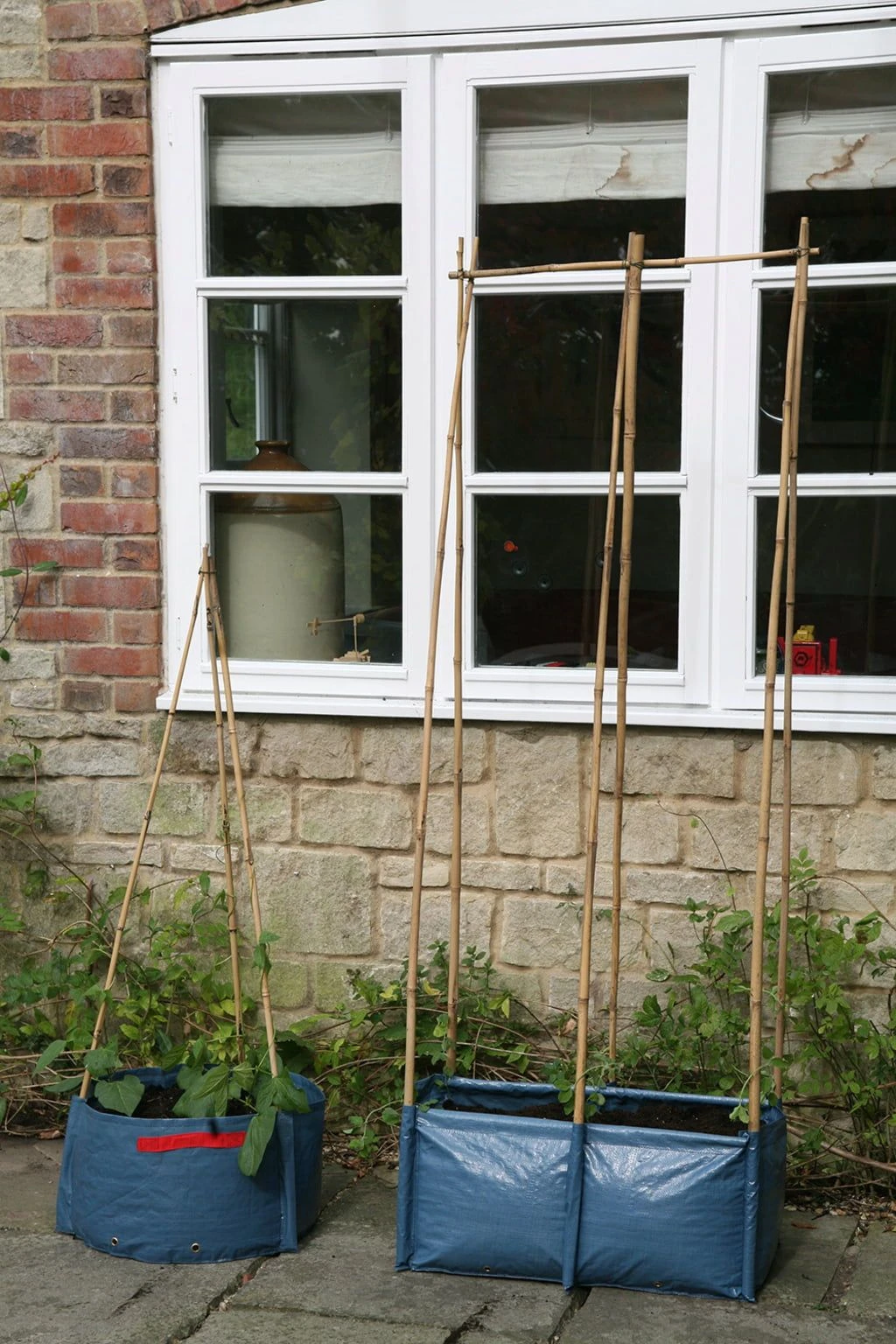 Pflanztasche Für Erbsen & Bohnen 3 Pflanztasche Für Erbsen & Bohnen