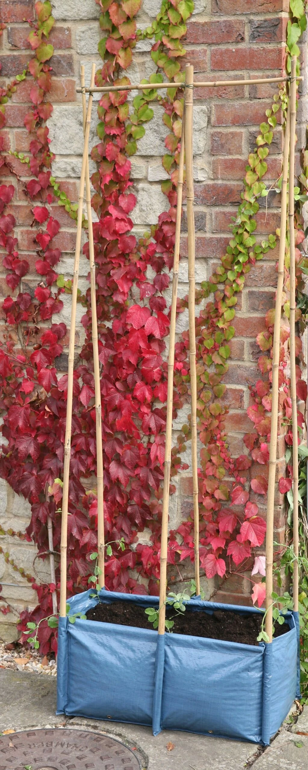 Pflanztasche Für Erbsen & Bohnen 4 Pflanztasche Für Erbsen & Bohnen – Bild 2