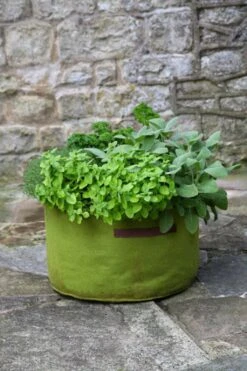 Vigoroot Kräuterpflanztasche 7 Vigoroot Kräuterpflanztasche -Deutschland Gartenbedarf Verkäufe 2024 haxnicks vigoroot kraeuterpflanztasche 1652240 de