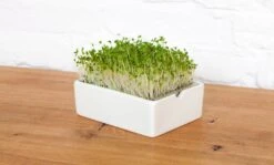 Brokkoli Microgreens Saatpad 7 Brokkoli Microgreens Saatpad -Deutschland Gartenbedarf Verkäufe 2024 heimgart brokkoli microgreens saatpad 1 st 813167 de