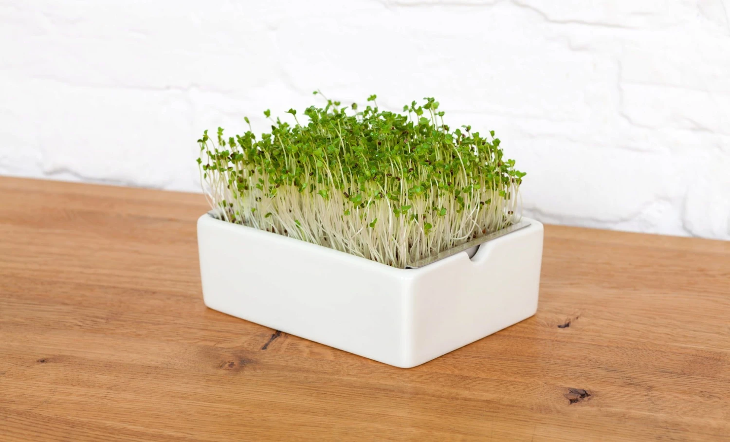 Brokkoli Microgreens Saatpad 4 Brokkoli Microgreens Saatpad – Bild 2