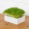 Gartenkresse Microgreens Saatpad -Deutschland Gartenbedarf Verkäufe 2024 heimgart gartenkresse microgreen saatpad 1 st 813042 de