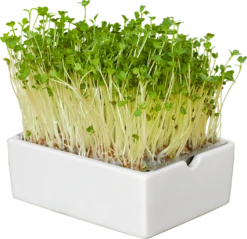 Radieschen Microgreens Saatpad 9 Radieschen Microgreens Saatpad -Deutschland Gartenbedarf Verkäufe 2024 heimgart radieschen microgreens saatpad 1 st 1668016 de