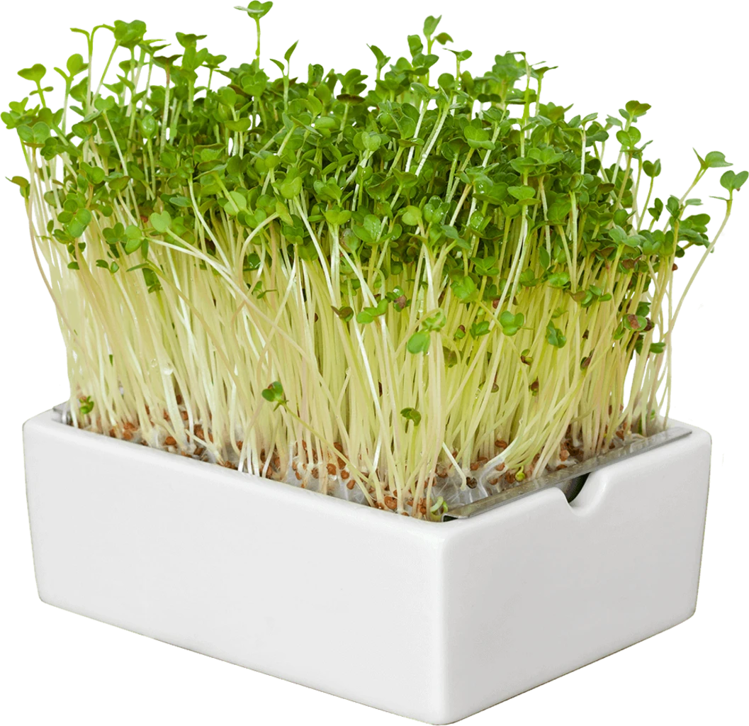 Radieschen Microgreens Saatpad 6 Radieschen Microgreens Saatpad – Bild 4