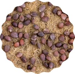 Radieschen Rambo Microgreen Saatpad 15 Radieschen Rambo Microgreen Saatpad -Deutschland Gartenbedarf Verkäufe 2024 heimgart radieschen rambo microgreen saatpad 1 st 1674008 de