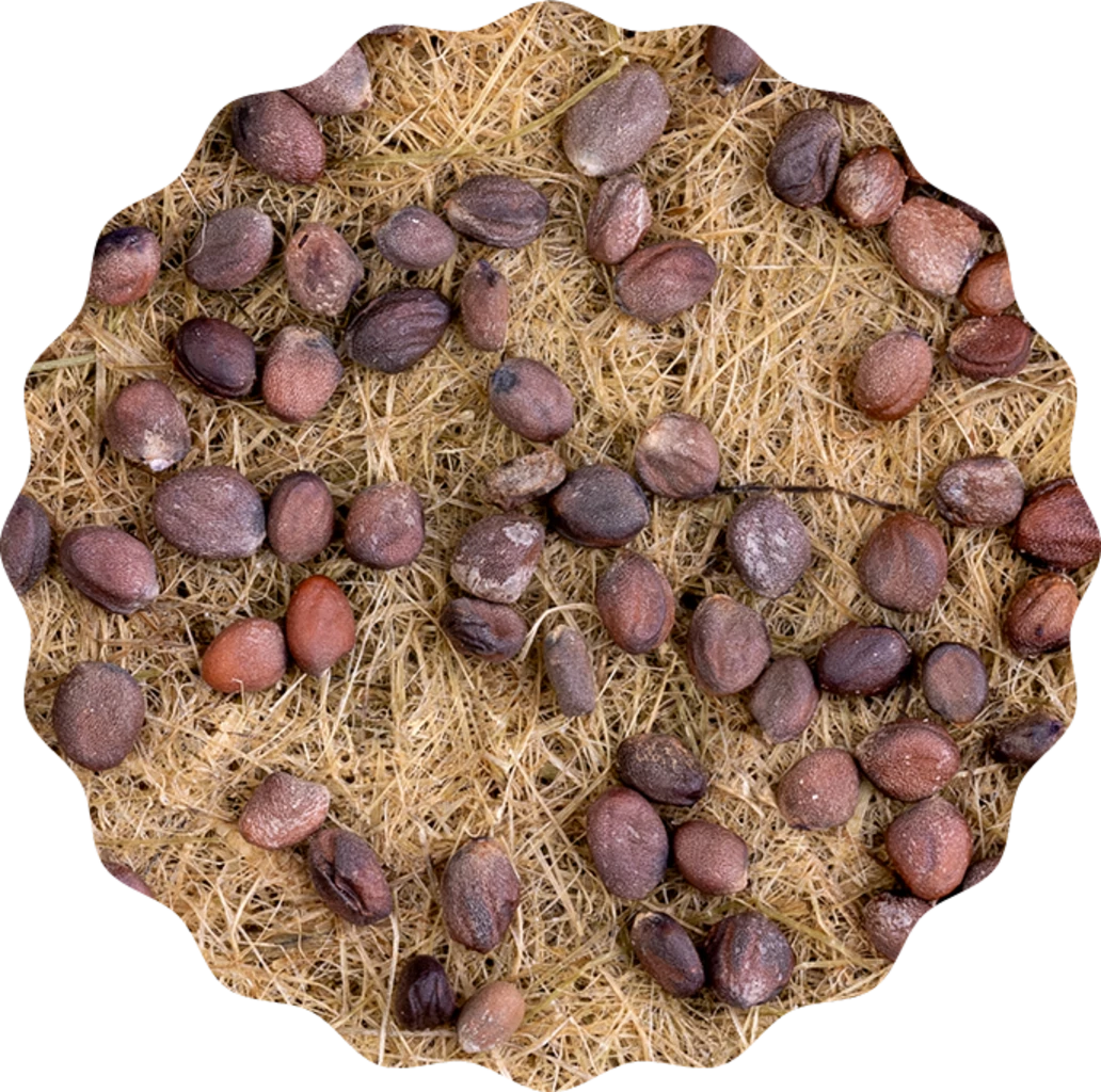 Radieschen Rambo Microgreen Saatpad 8 Radieschen Rambo Microgreen Saatpad – Bild 6