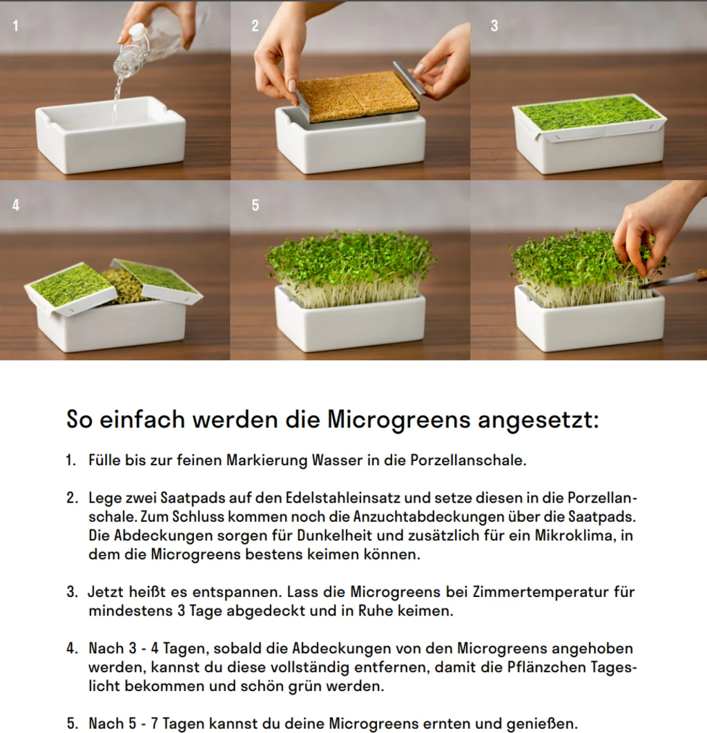 Radieschen Rambo Microgreen Saatpad 9 Radieschen Rambo Microgreen Saatpad – Bild 7