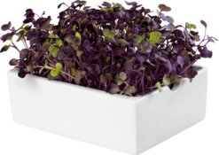 Radieschen Rambo Microgreen Saatpad 17 Radieschen Rambo Microgreen Saatpad -Deutschland Gartenbedarf Verkäufe 2024 heimgart radieschen rambo microgreen saatpad 1 stk 909898 de