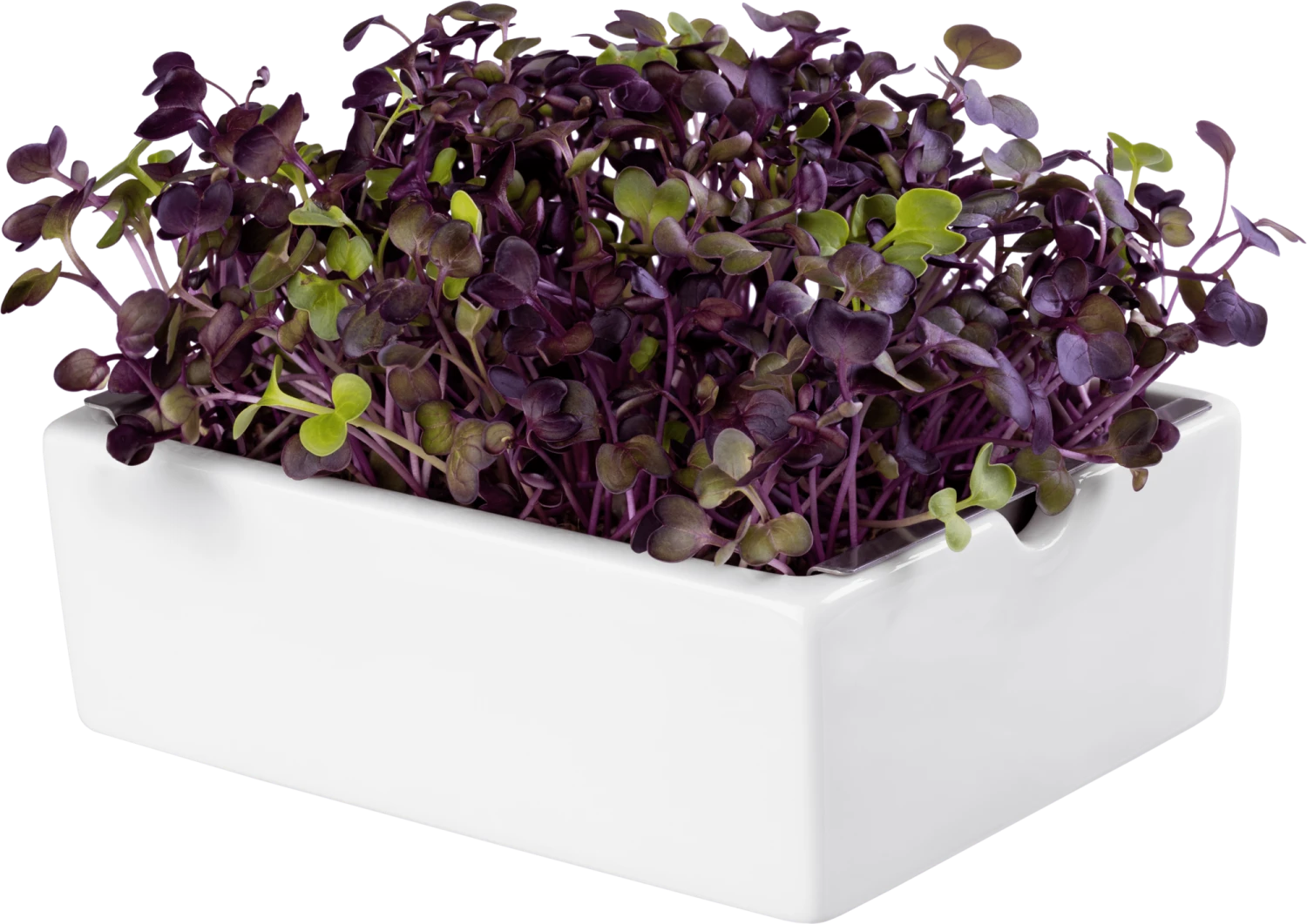 Radieschen Rambo Microgreen Saatpad 10 Radieschen Rambo Microgreen Saatpad – Bild 8