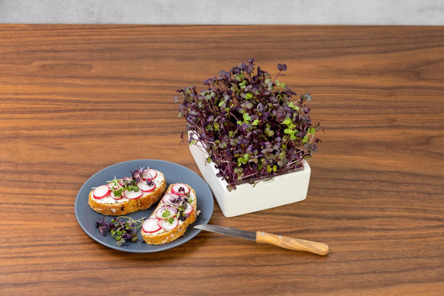 Radieschen Rambo Microgreen Saatpad 3 Radieschen Rambo Microgreen Saatpad