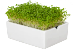 Rauke Microgreens Saatpad 8 Rauke Microgreens Saatpad -Deutschland Gartenbedarf Verkäufe 2024 heimgart rauke microgreens saatpad 1 st 1668047 de