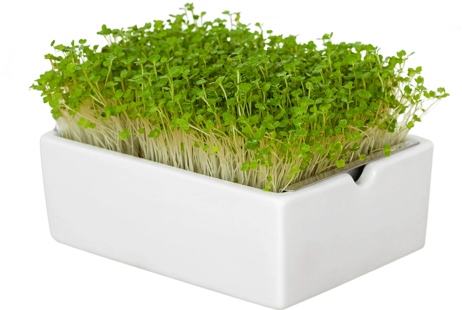 Rauke Microgreens Saatpad 5 Rauke Microgreens Saatpad – Bild 3