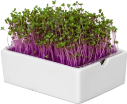 Rotkohl Microgreens Saatpad 8 Rotkohl Microgreens Saatpad -Deutschland Gartenbedarf Verkäufe 2024 heimgart rotkohl microgreens saatpad 1 st 1668023 de