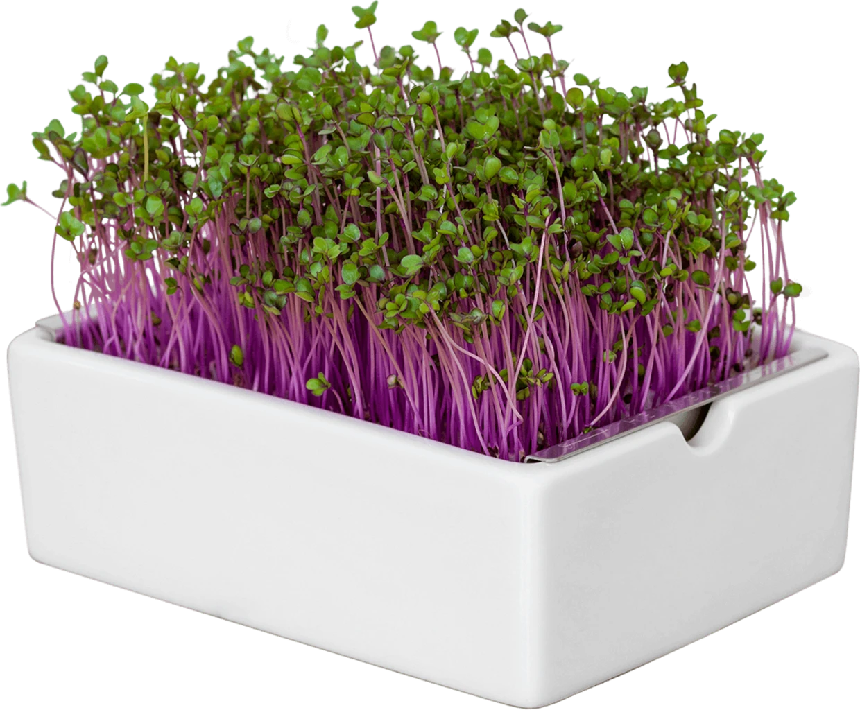 Rotkohl Microgreens Saatpad 5 Rotkohl Microgreens Saatpad – Bild 3