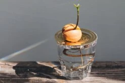 "Helios" Wachstumsscheibe Aus Messing -Deutschland Gartenbedarf Verkäufe 2024 house of thol helios wachstumsscheibe aus messing 1541427 de