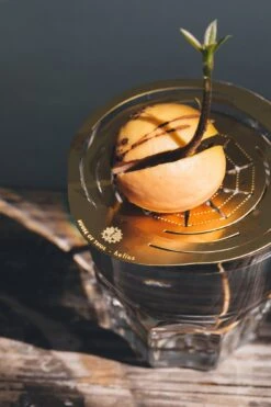 "Helios" Wachstumsscheibe Aus Messing -Deutschland Gartenbedarf Verkäufe 2024 house of thol helios wachstumsscheibe aus messing 1541441 de