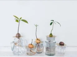 "Helios" Wachstumsscheibe Aus Messing -Deutschland Gartenbedarf Verkäufe 2024 house of thol helios wachstumsscheibe aus messing 1541463 de