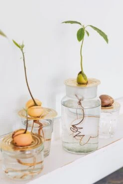 "Helios" Wachstumsscheibe Aus Messing -Deutschland Gartenbedarf Verkäufe 2024 house of thol helios wachstumsscheibe aus messing 1541467 de