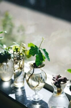 "Helios" Wachstumsscheibe Aus Messing -Deutschland Gartenbedarf Verkäufe 2024 house of thol helios wachstumsscheibe aus messing 1541471 de