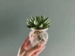 "Helios" Wachstumsscheibe Aus Messing -Deutschland Gartenbedarf Verkäufe 2024 house of thol helios wachstumsscheibe aus messing 1541475 de