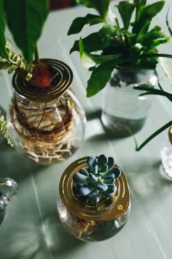 "Helios" Wachstumsscheibe Aus Messing -Deutschland Gartenbedarf Verkäufe 2024 house of thol helios wachstumsscheibe aus messing 1541495 de