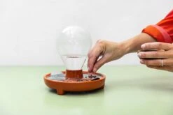 "Patella Crescenda" - Natürliches Keimset -Deutschland Gartenbedarf Verkäufe 2024 house of thol patella crescenda natuerliches keimset 1541824 de