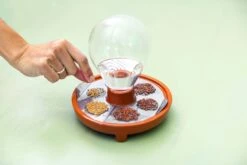 "Patella Crescenda" - Natürliches Keimset -Deutschland Gartenbedarf Verkäufe 2024 house of thol patella crescenda natuerliches keimset 1541828 de