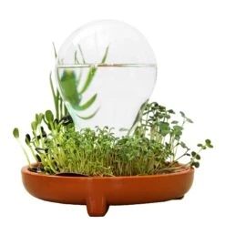 "Patella Crescenda" - Natürliches Keimset