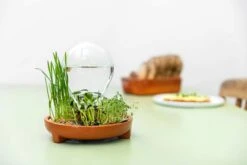 "Patella Crescenda" - Natürliches Keimset -Deutschland Gartenbedarf Verkäufe 2024 house of thol patella crescenda natuerliches keimset 1541860 de