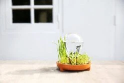 "Patella Crescenda" - Natürliches Keimset -Deutschland Gartenbedarf Verkäufe 2024 house of thol patella crescenda natuerliches keimset 1541864 de