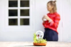 "Patella Crescenda" - Natürliches Keimset -Deutschland Gartenbedarf Verkäufe 2024 house of thol patella crescenda natuerliches keimset 1541868 de