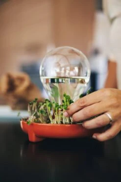 "Patella Crescenda" - Natürliches Keimset -Deutschland Gartenbedarf Verkäufe 2024 house of thol patella crescenda natuerliches keimset 1541892 de