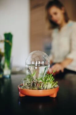 "Patella Crescenda" - Natürliches Keimset -Deutschland Gartenbedarf Verkäufe 2024 house of thol patella crescenda natuerliches keimset 1541926 de