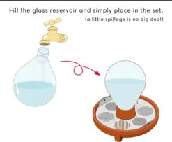 "Patella Crescenda" - Natürliches Keimset -Deutschland Gartenbedarf Verkäufe 2024 house of thol patella crescenda natuerliches keimset 1682823 de