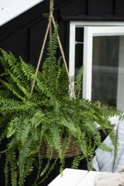 Hängekorb Mit Juteschnur