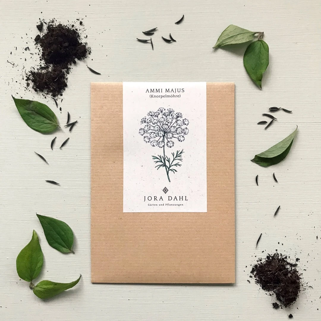 Knorpelmöhre - Ammi Majus 5 Knorpelmöhre - Ammi Majus – Bild 3