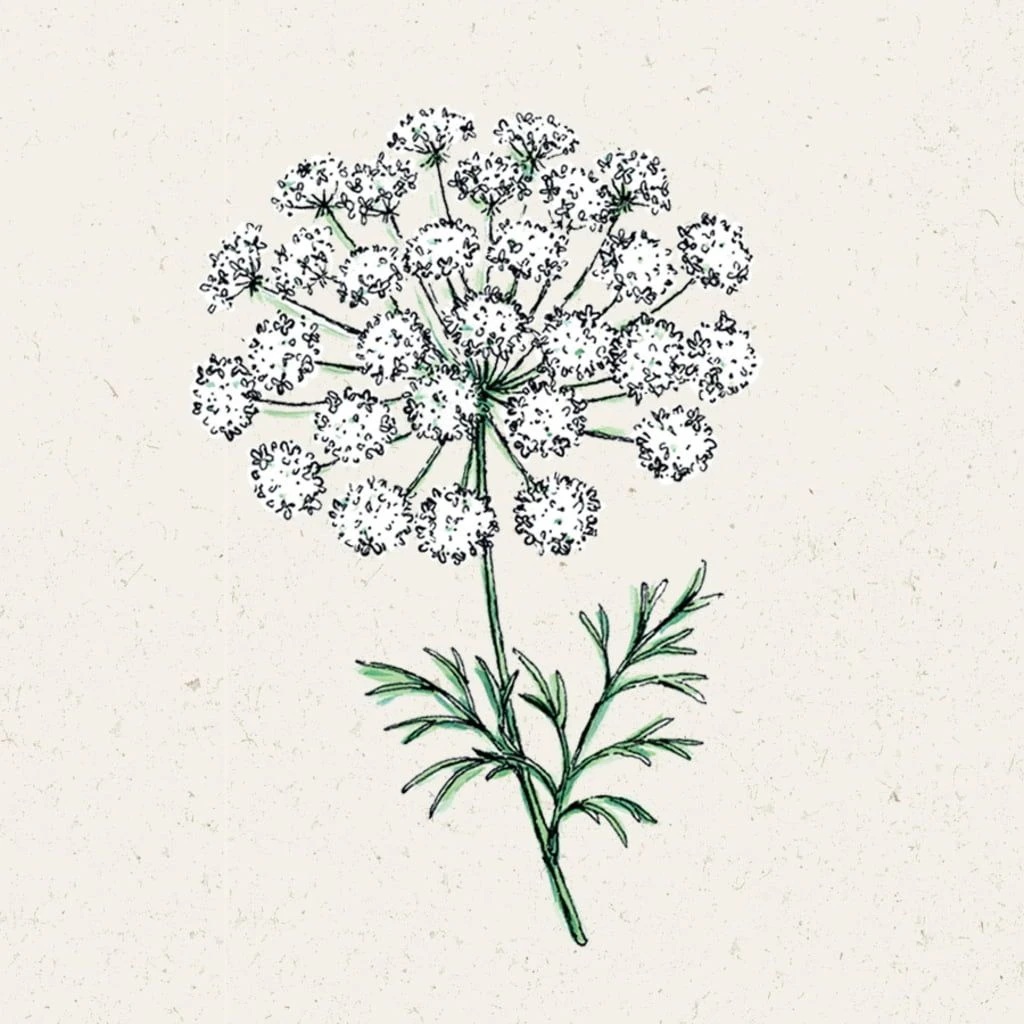 Knorpelmöhre - Ammi Majus 4 Knorpelmöhre - Ammi Majus – Bild 2
