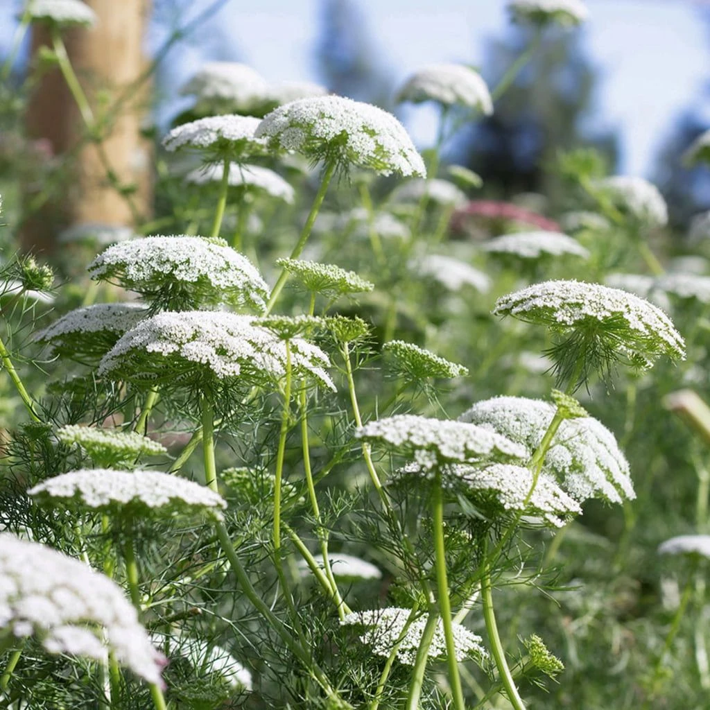 Knorpelmöhre - Ammi Majus 3 Knorpelmöhre - Ammi Majus