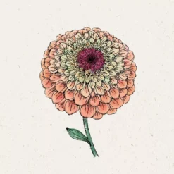 Zinnie "Queen Lime Orange" Zinnia Elegans -Deutschland Gartenbedarf Verkäufe 2024 jora dahl zinnie queen lime orange zinnia elegans 1 paket 1679432 de