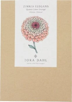 Zinnie "Queen Lime Orange" Zinnia Elegans