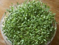 Keimsprossen "Alfalfa", 50 G -Deutschland Gartenbedarf Verkäufe 2024 keimsprossen alfalfa 50 g 1647586 de